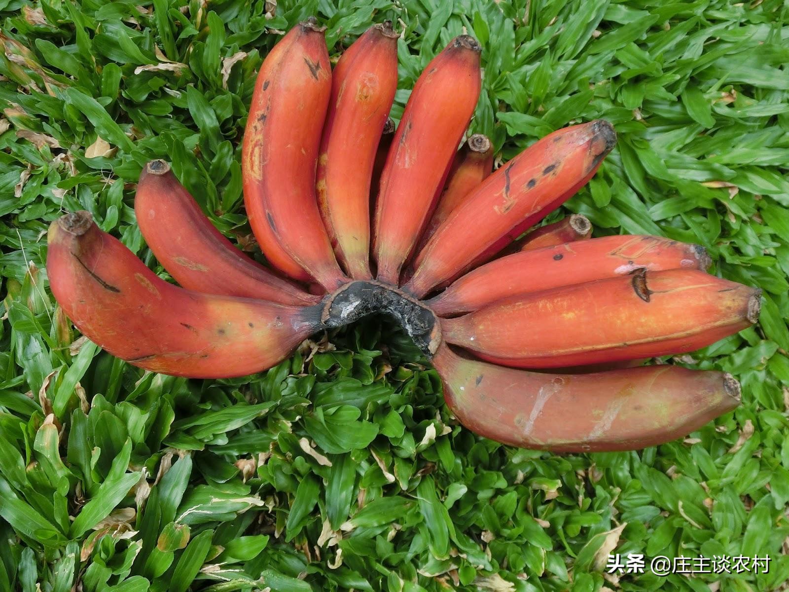 世界上最贵的三种食材,全球公认最贵顶级食材及价格