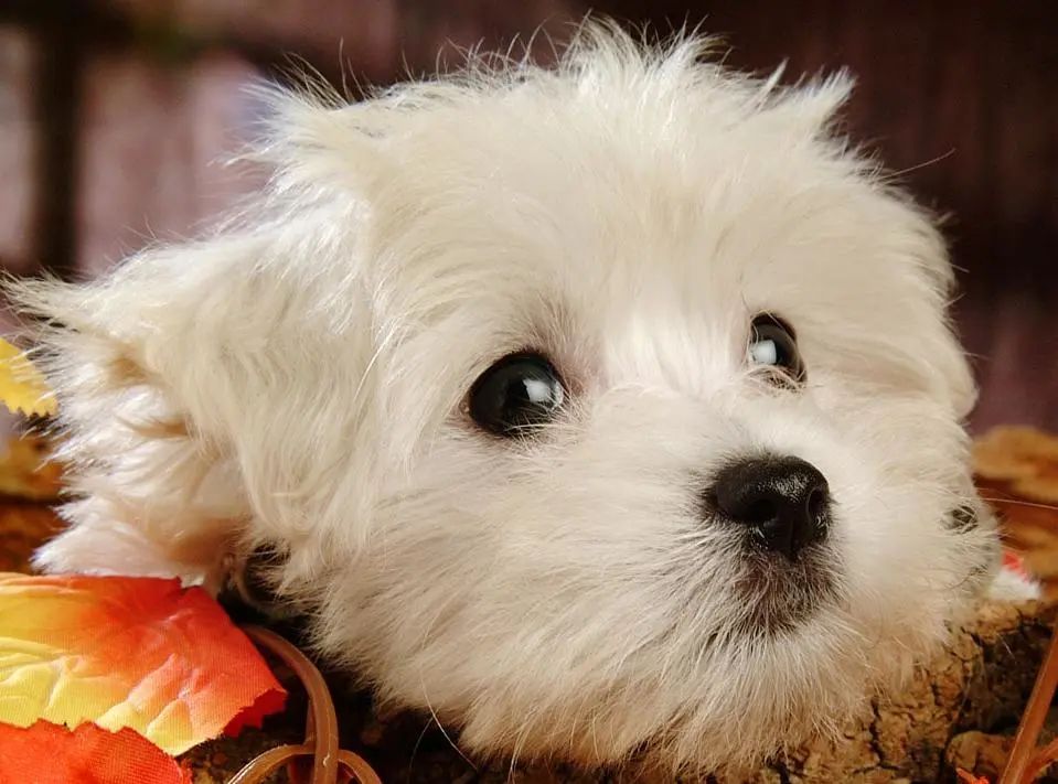 西高地白梗犬拔毛教程,西高地白梗犬美容