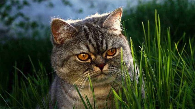 猫咪长年溜眼是怎么回事,猫咪有必要清理耳朵吗