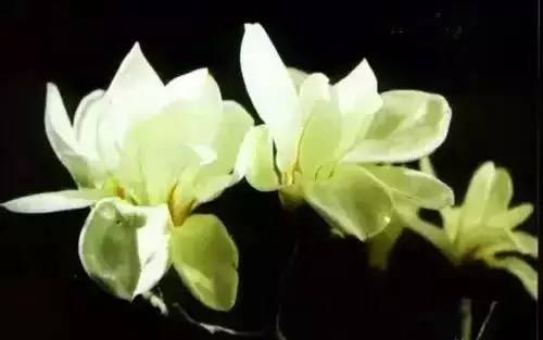 全国56个城市的市花,全国56个城市市花一览