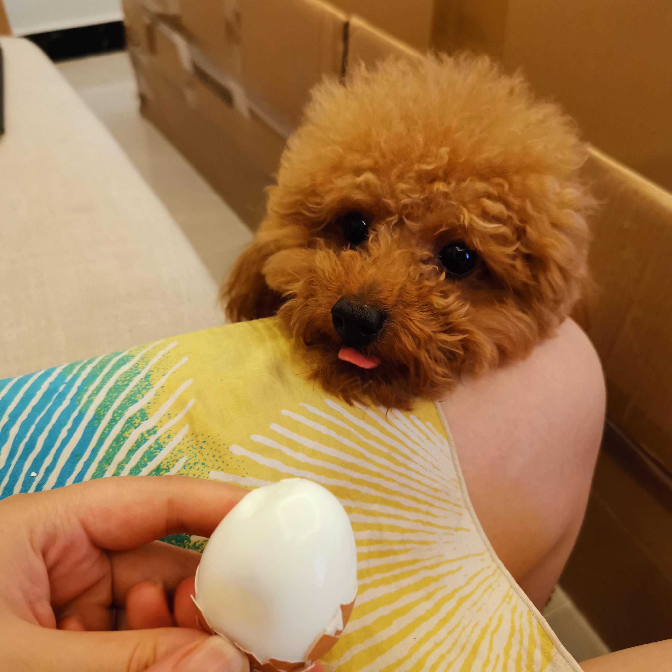 怎么养出健康的泰迪犬幼犬,泰迪小犬怎么养好看又简单