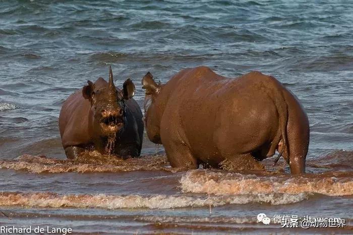 食草动物中的“斗士”-黑犀