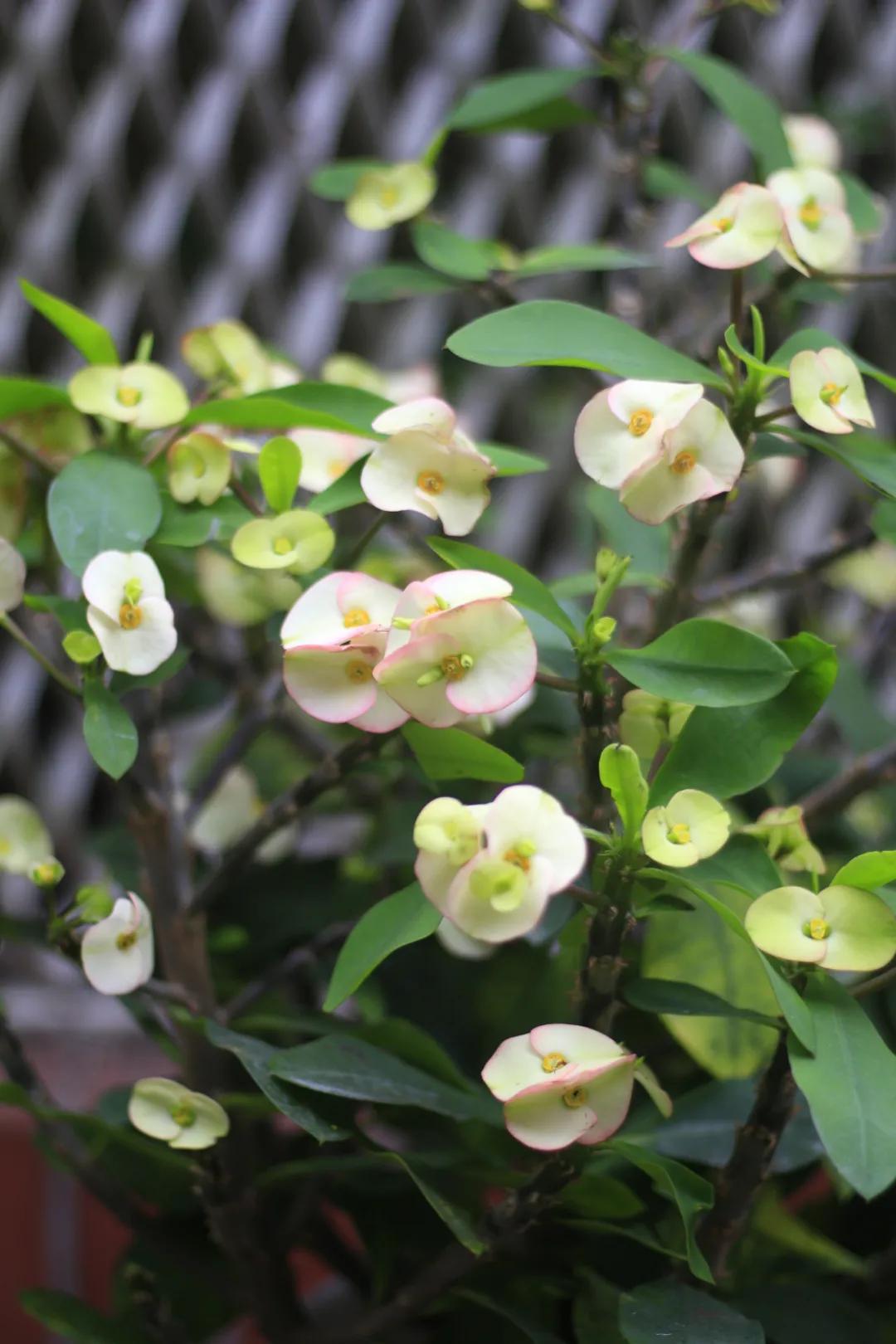 这43个来自世界各地的新品种,快来看看有没有你的菜