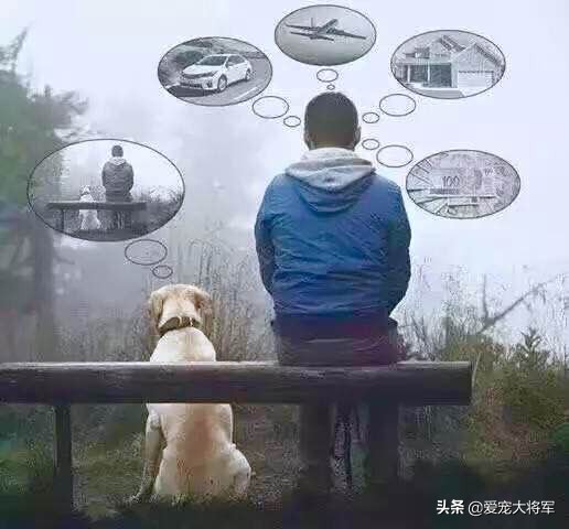 老兽医治疗宠物,别等狗狗出现这些问题再来后悔