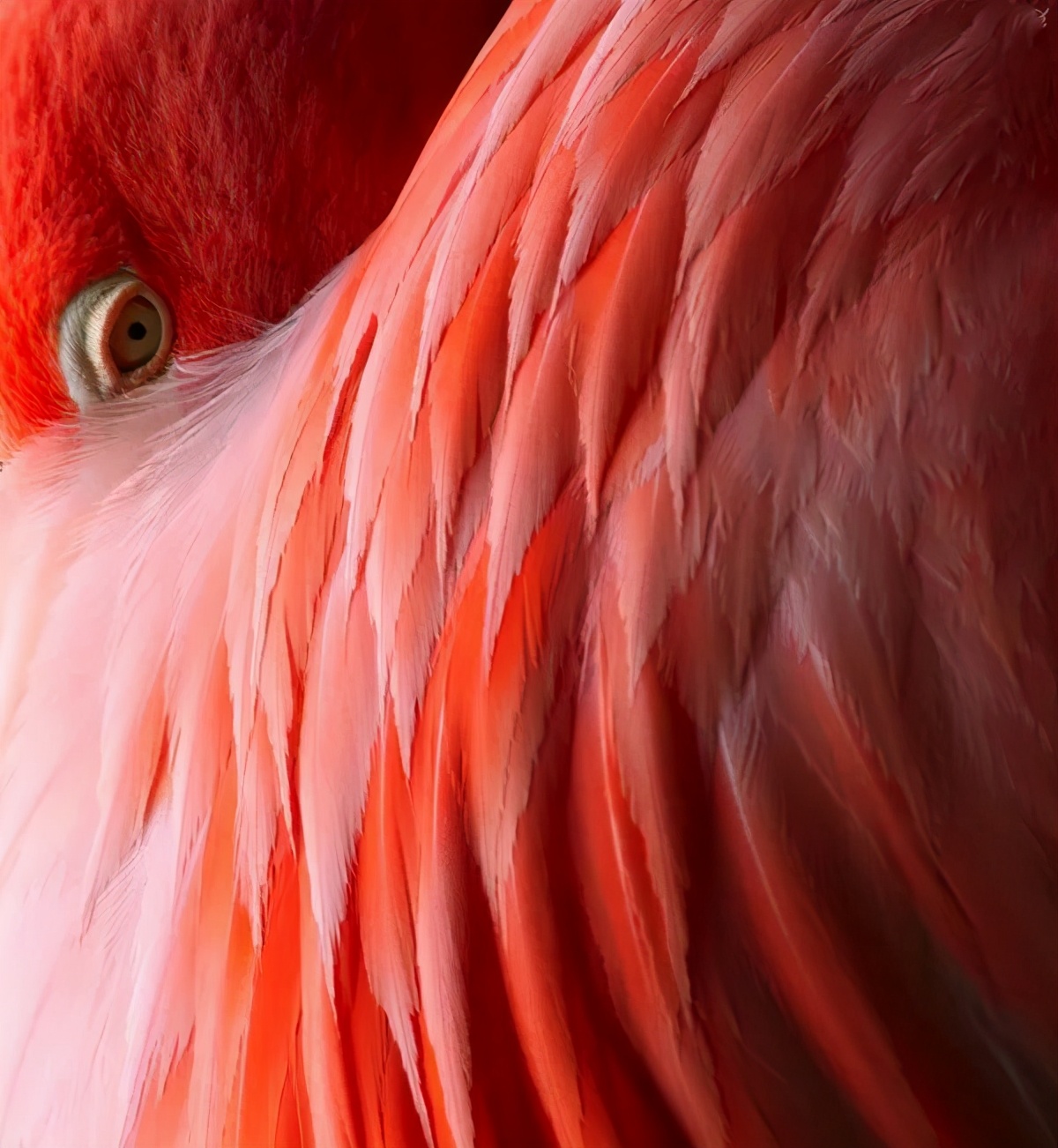 力盟99套餐,力盟全场99元