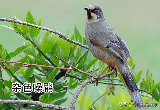 画眉品种有哪些,画眉科的鸟类大全