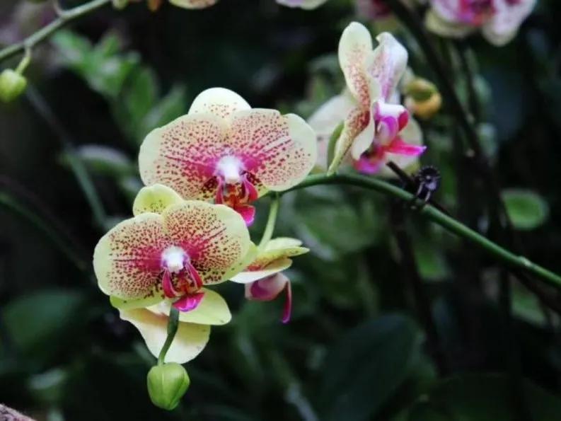 绣球花的花瓣好漂亮！等等，你确定那是花瓣？