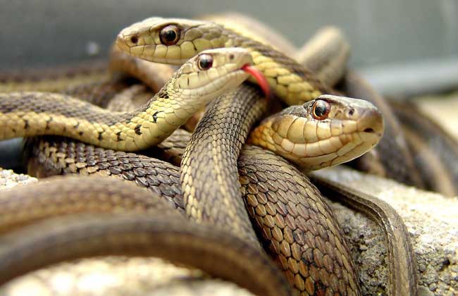 会自己断尾巴的蛇,会捆绑的蛇