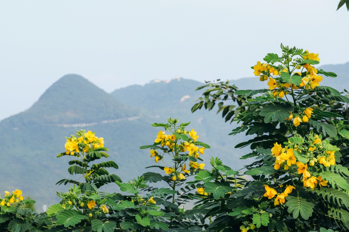 拒绝脱发，来东莞观音山森林养生模式让你享受生活