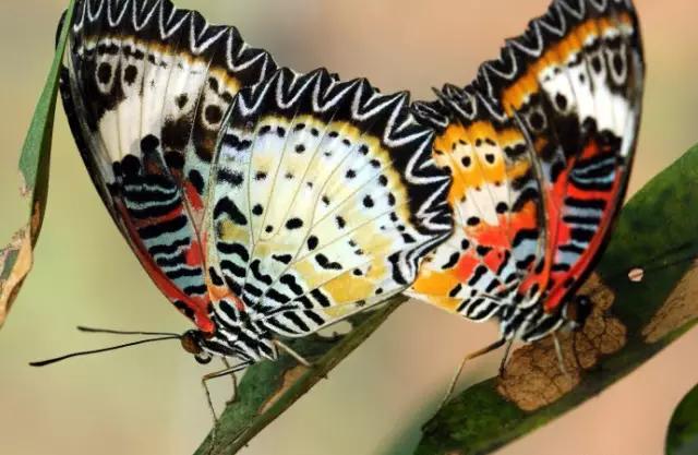 海南代表性动物,海南特有的珍稀动物