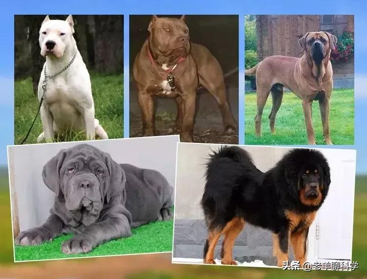 恶犬咬人被反杀集锦解气,恶犬咬人被一招制服