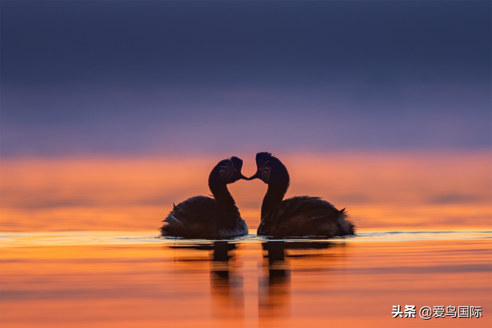 鸟类图片大全大图观赏,鸟类照片合集
