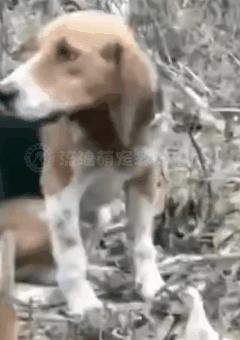 比格犬受害者拆家,比格犬丢失新主人要善待它