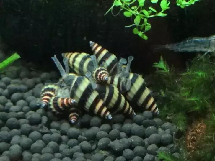 草缸小杂螺能除藻吗,草缸除杂螺最快的方法