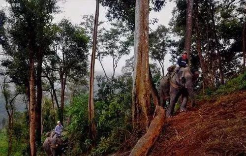 酸枝木是什么树的木材,酸枝木是什么树叶子