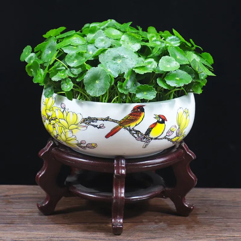 铜钱草水培绿植叶子黄用什么肥,铜钱草叶片如何养得又大又绿