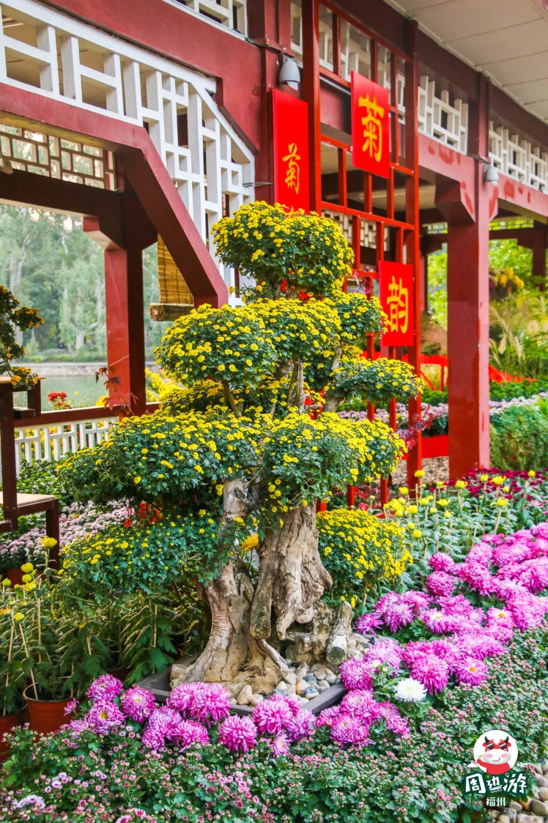 福州菊花展21年还有吗,福州西湖菊花展人山人海