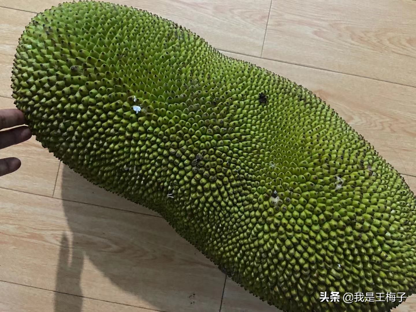 北方人有没有见过菠萝蜜,北方人没见过海南菠萝蜜