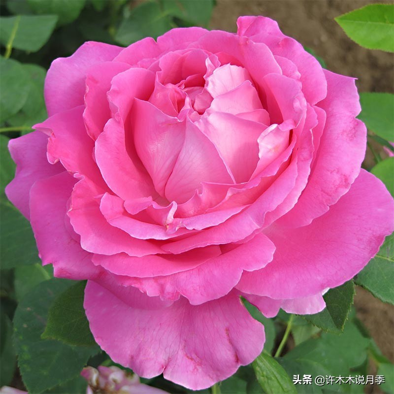 大花月季名贵月季十大品种,月季大花浓香好养的品种