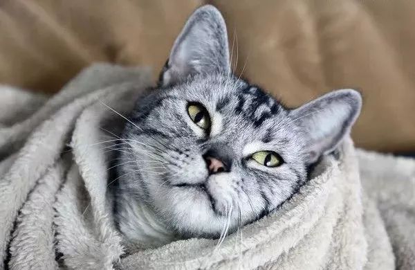 带你了解猫和老鼠,带你了解猫