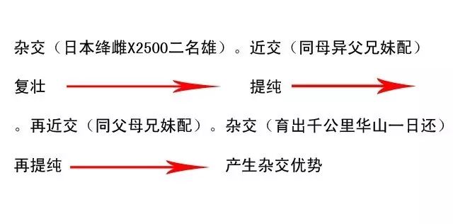 两个鸽子怎么配对,一对种鸽如何快速繁殖