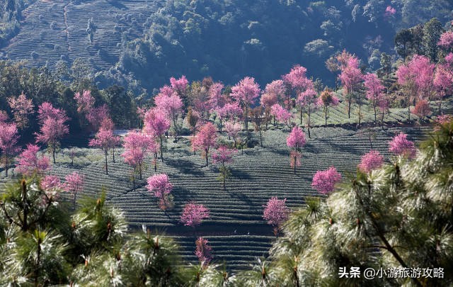 国内赏樱胜地大全,全国赏樱地图出炉共赴浪漫樱花约