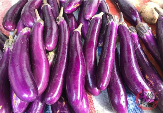 茄子怎样挑选才好吃视频,新鲜茄子怎么挑选好吃的