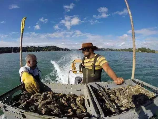 吃生蚝是怎样的体验,生蚝是生吞的吗