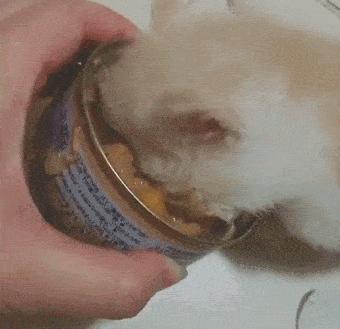 猫咪零食哪种比较好,猫咪零食一定要买好的吗