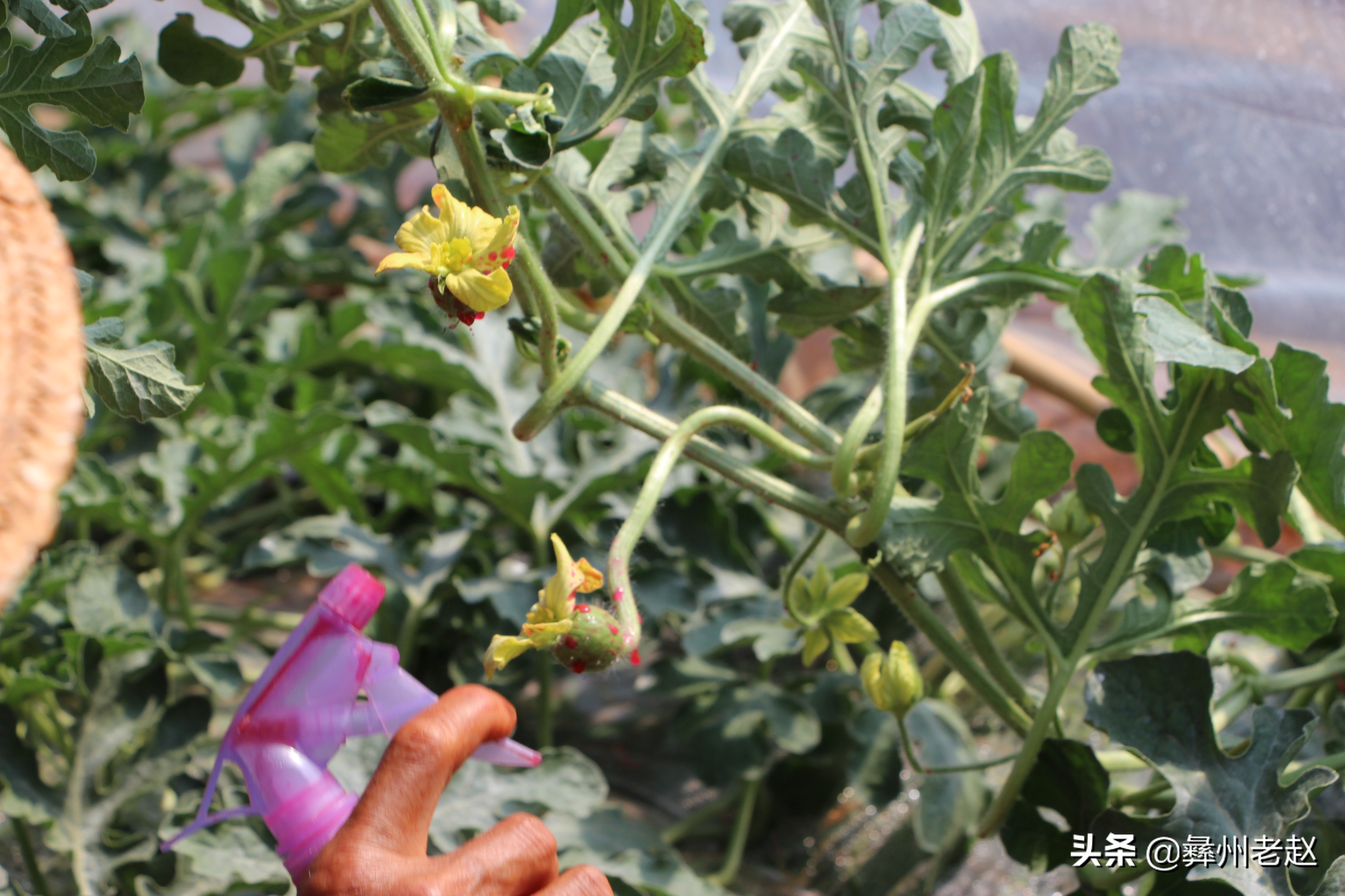 西瓜使用氯吡脲怎么配水,西瓜氯吡脲怎么授粉