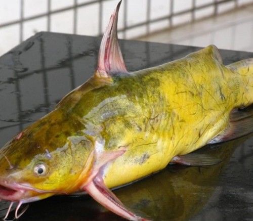 盘点20种好吃又营养的常见鱼,农村常吃的8种鱼