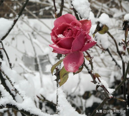 月季老桩容易得根瘤吗,月季老桩买回来要生根粉泡吗