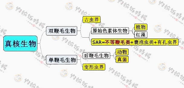 海带昆布区别,昆布就是海带吗有什么区别