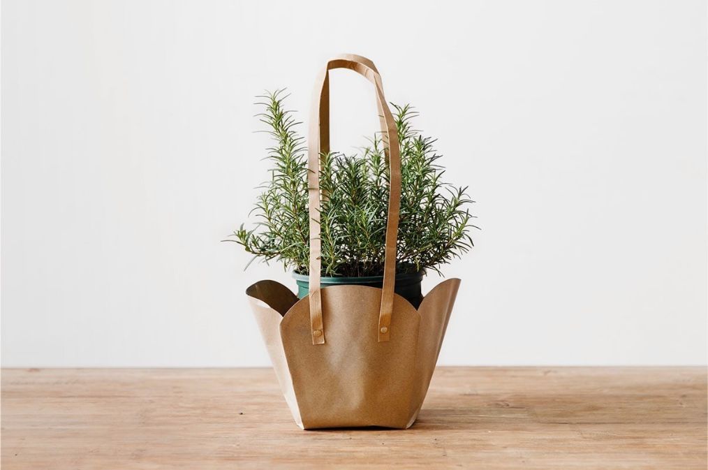 室内植物虫害怎么消除,如何避免植物病虫害