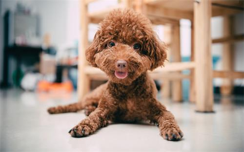 为什么泰迪会有跨骑,为什么泰迪喜欢冲撞过往车