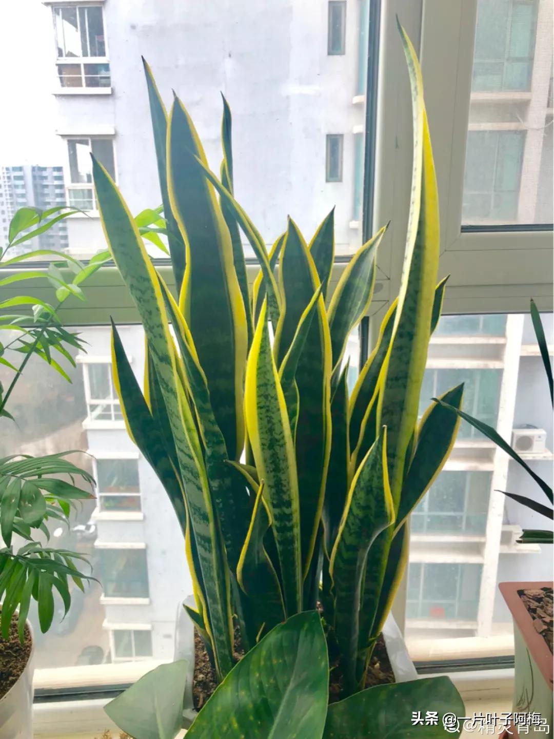 叶子软塌塌,叶子缺水卷曲怎么补救