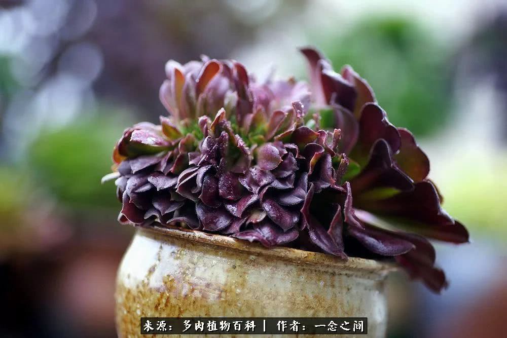 多肉牛群里的“七福神”（下）：男神篇！