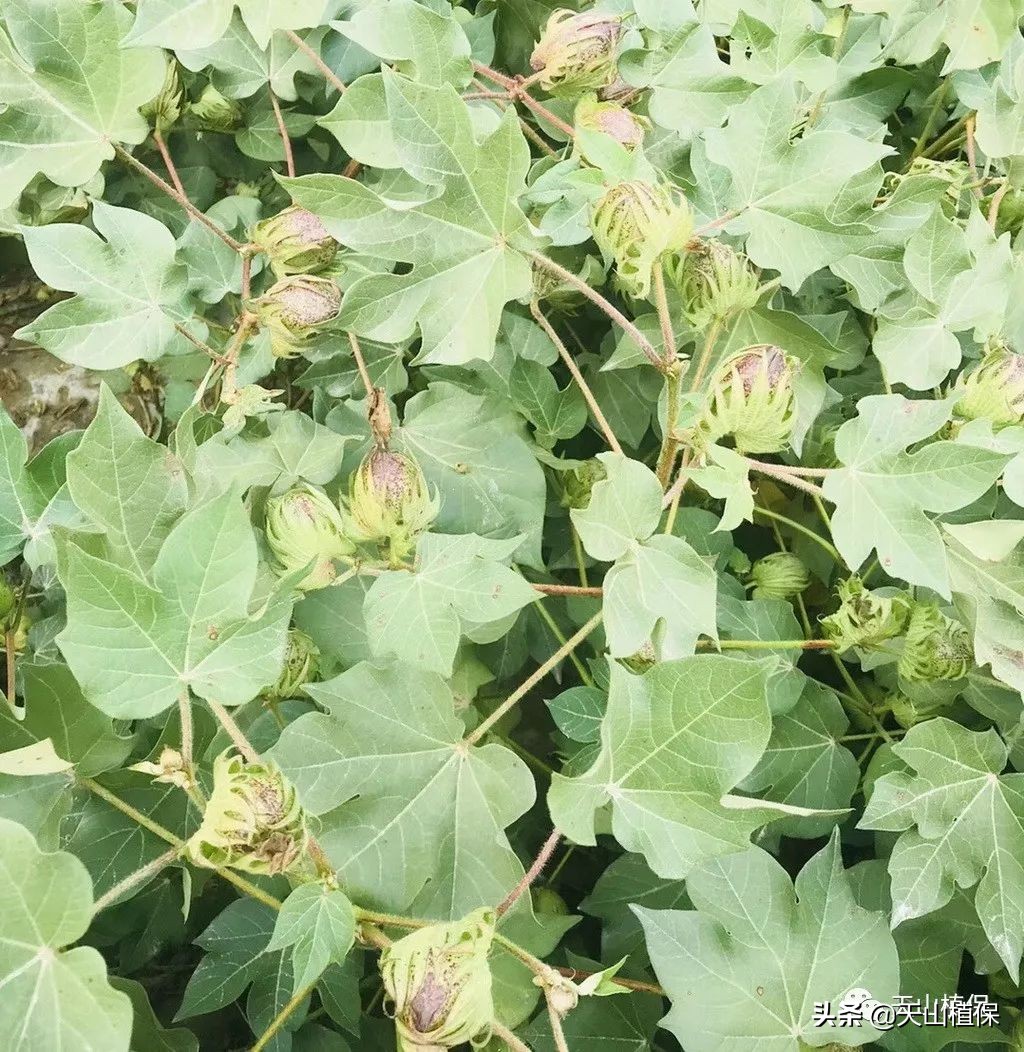 影响棉花产量的几个因素,棉花个子矮果枝台数多影响产量吗