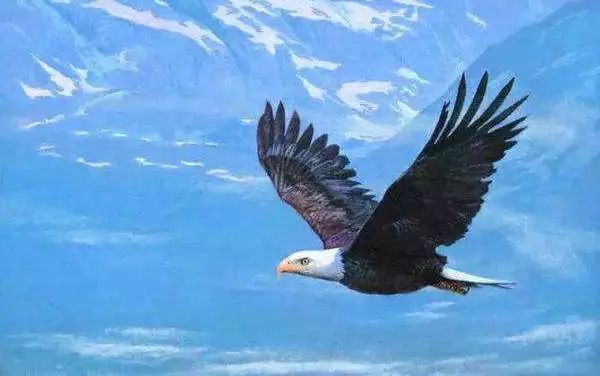 你知道蜜蜂有多少眼睛吗,蜜蜂为什么有那么多眼睛