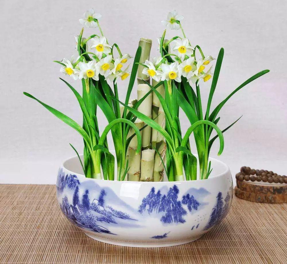 为什么有人说中国国花是牡丹,中国的国花为什么要选牡丹呢