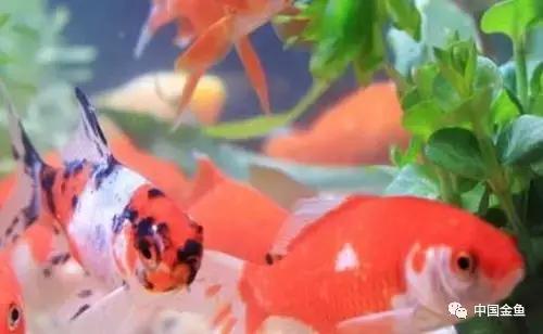 养金鱼的技巧和方法方便简单,初养金鱼的技巧和方法