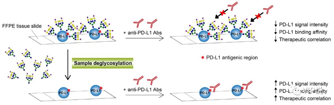 去糖基化酶缺陷,为什么pd1的抗体能够治疗肿瘤