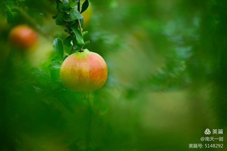 石榴一般几月份熟,石榴怎么判断熟了