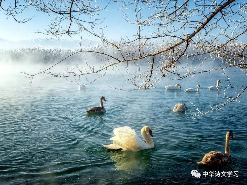 十首经典咏物诗,十首咏物诗并简单赏析