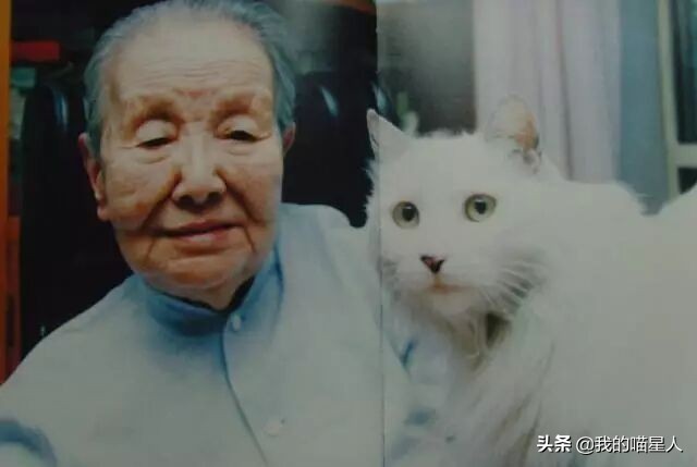 猫的魅力有多大？就连著名作家冰心奶奶也是资深“猫奴”