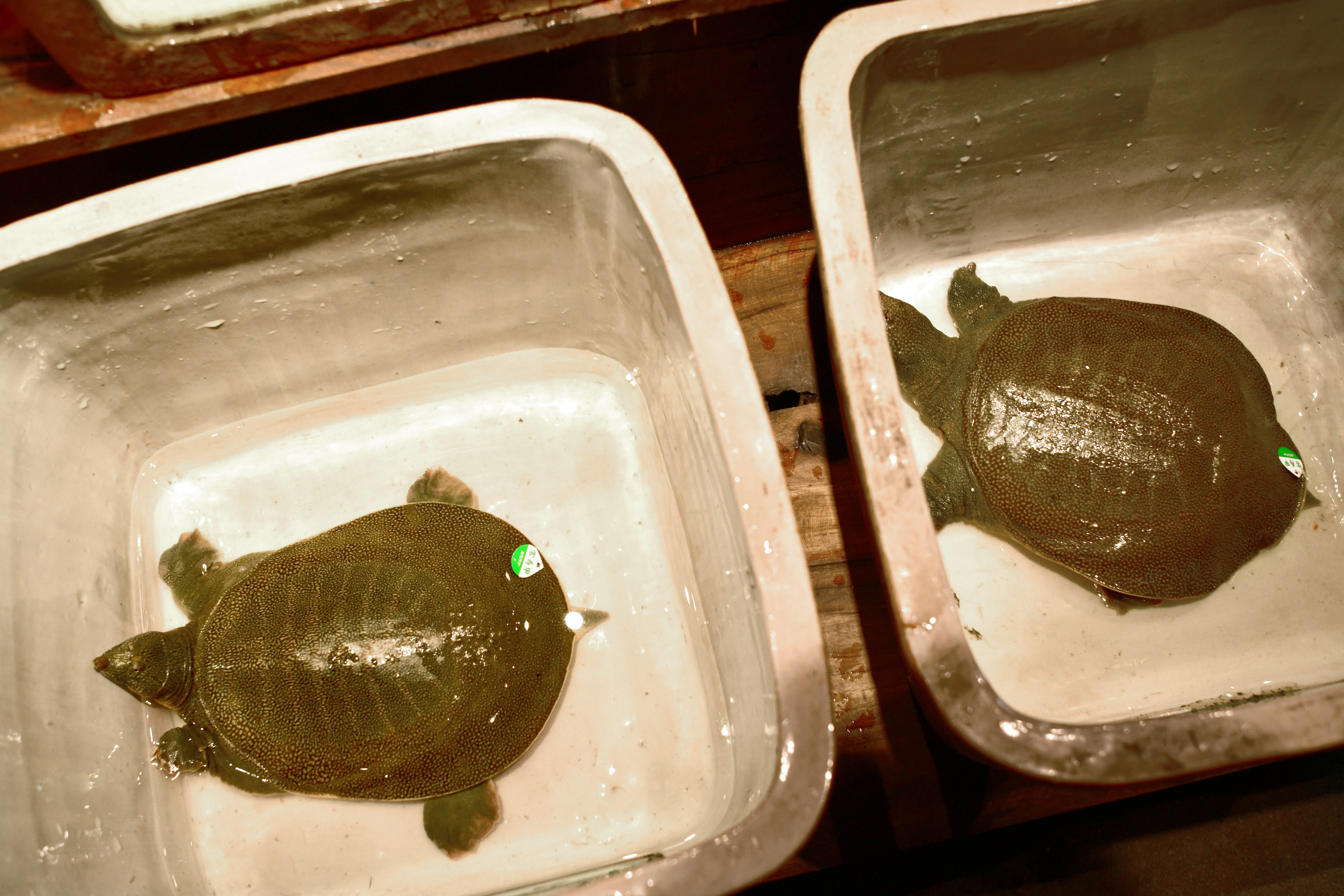 湘菜之甲鱼馆,特色湘菜甲鱼馆