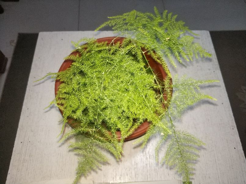 绿植冻伤怎么修剪,绿植冻伤后救治药物