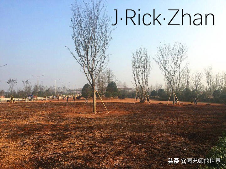 果岭草坪的种植养护方法及技巧,怎么种植一个可以躺的草坪