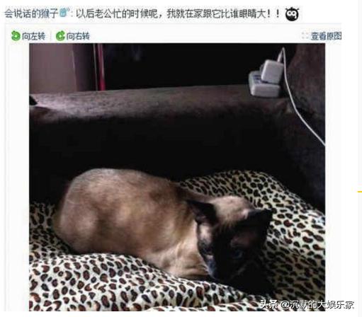 嫁入豪门的女明星谁过得最悲惨,那些嫁入豪门的奥运冠军