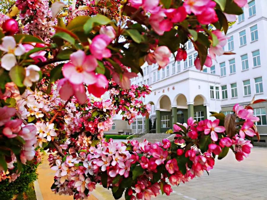 科德学院计划外本科,科德计划外本科入的什么学籍